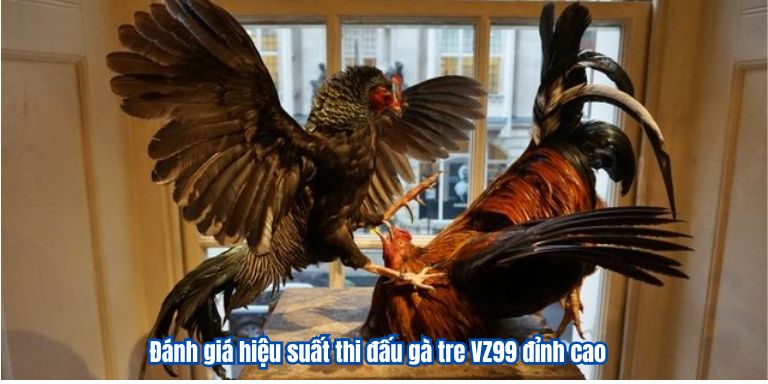 Đánh giá hiệu suất thi đấu gà tre VZ99 đỉnh cao